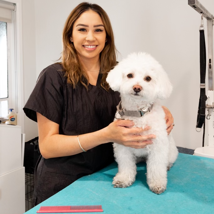 Groom Best Dog Grooming in West Hollywood